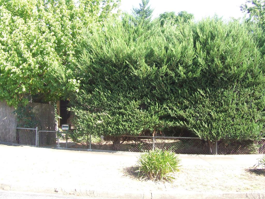 10 Hamilton Cres, Corryong - Thumbnail 8