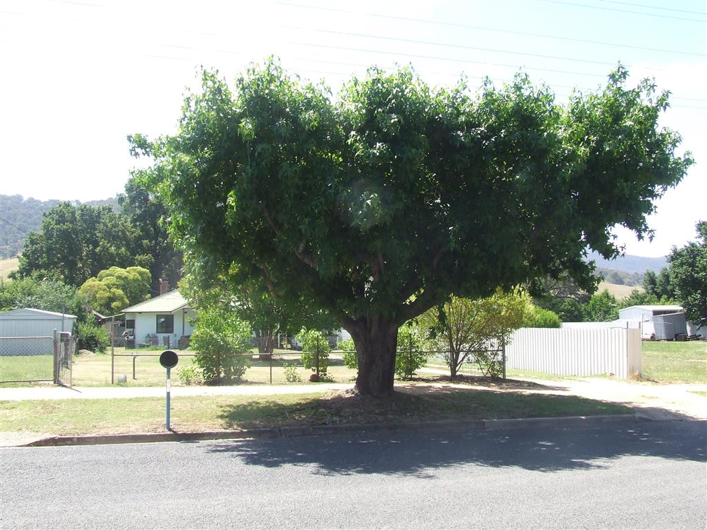 183 Main st, Cudgewa - Thumbnail 7