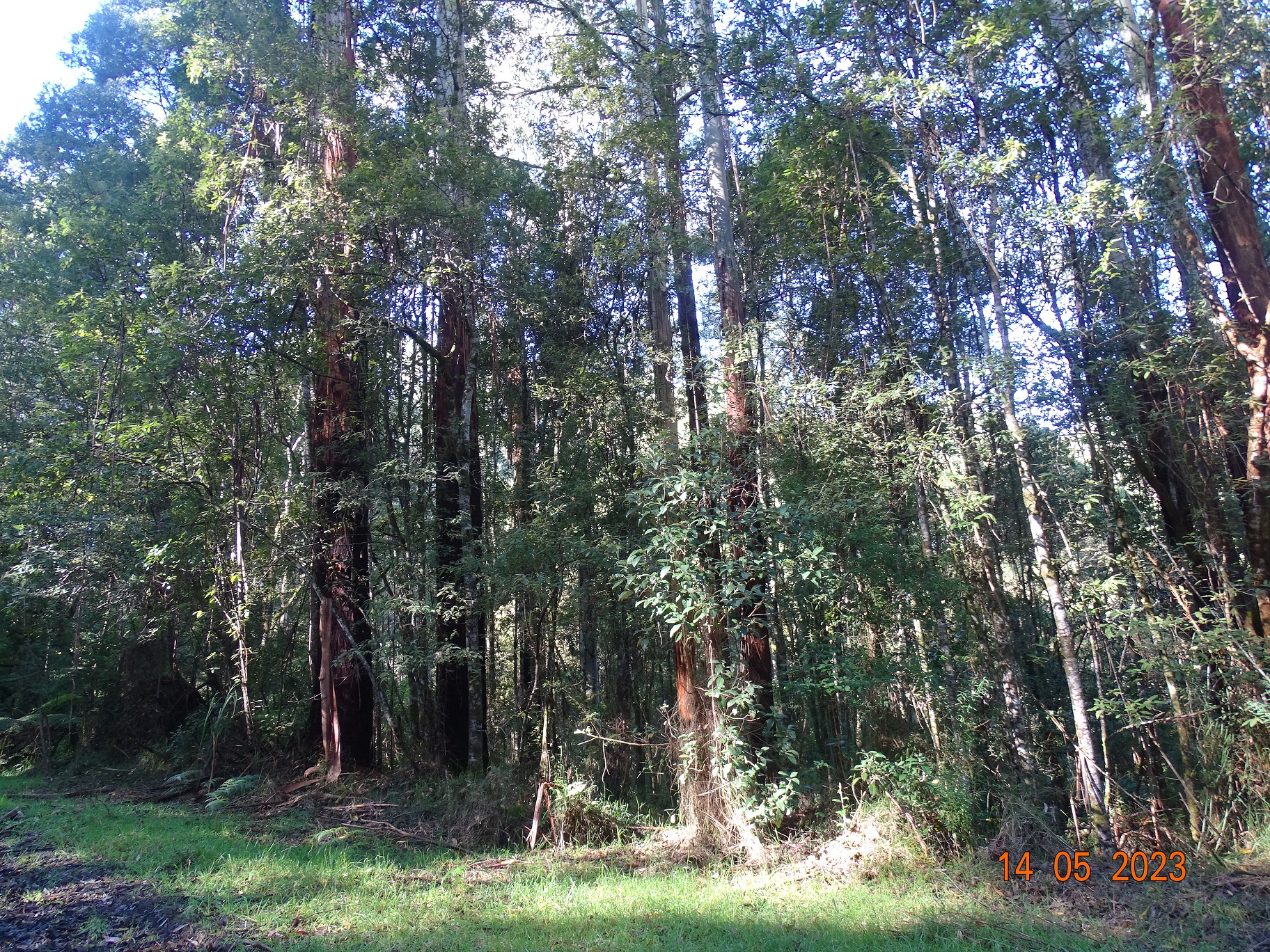 450 Morris Track, Lavers Hill - Thumbnail 2