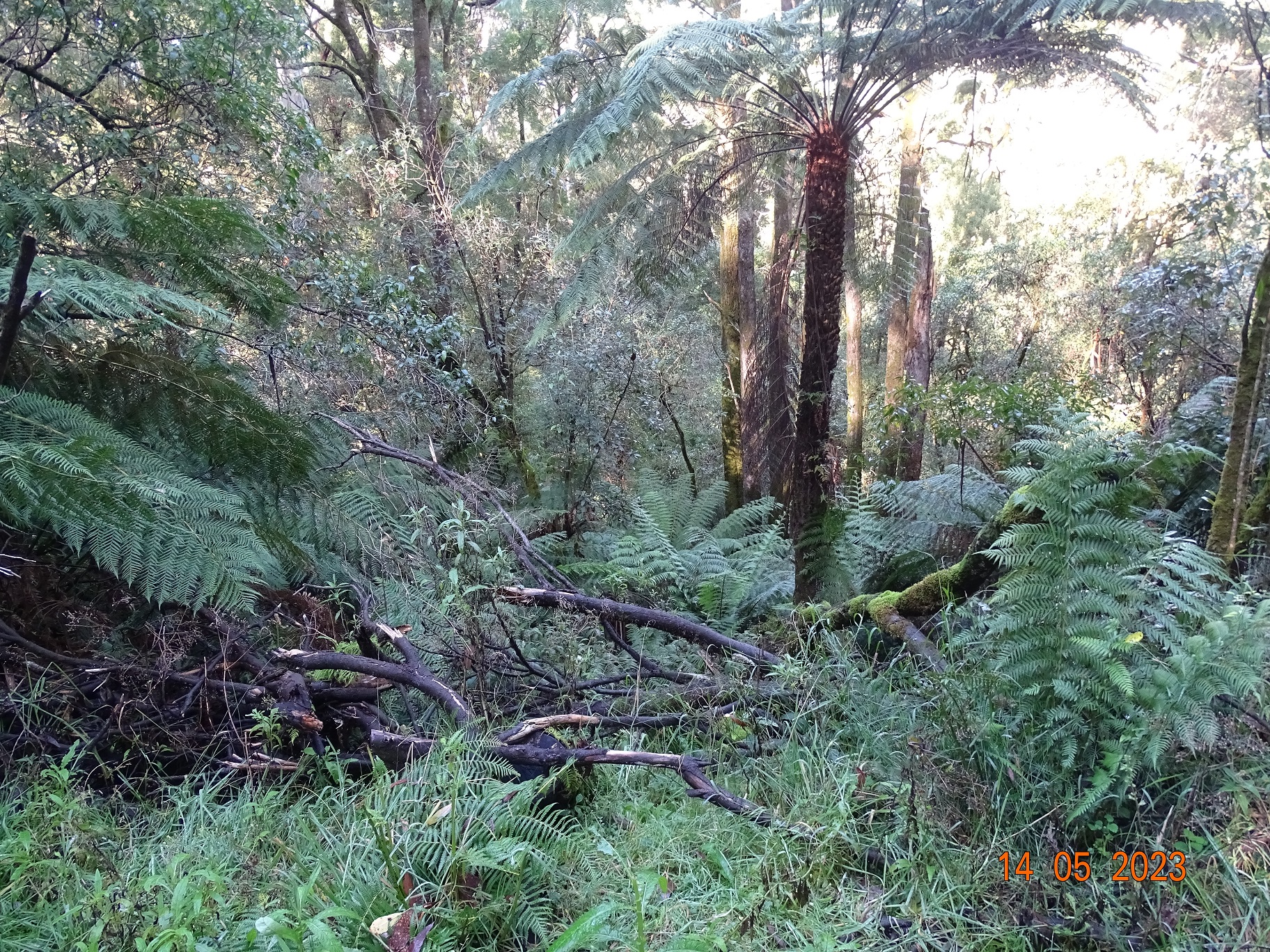 450 Morris Track, Lavers Hill - Thumbnail 7