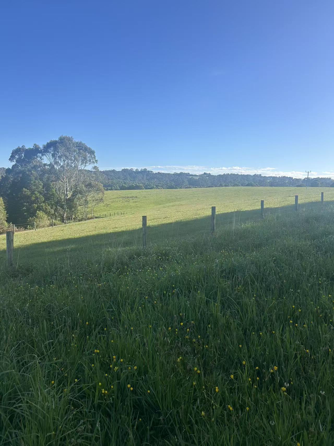 520 Dehnerts Track, Beech Forest - Image 1