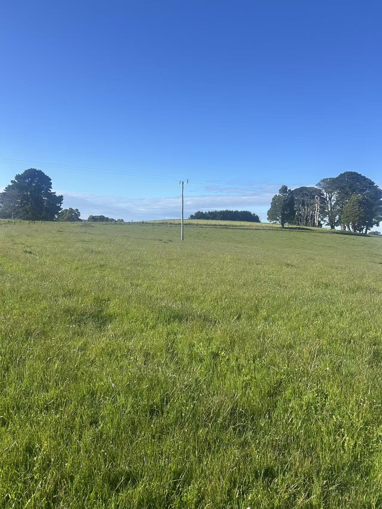 520 Dehnerts Track, Beech Forest - Thumbnail 8