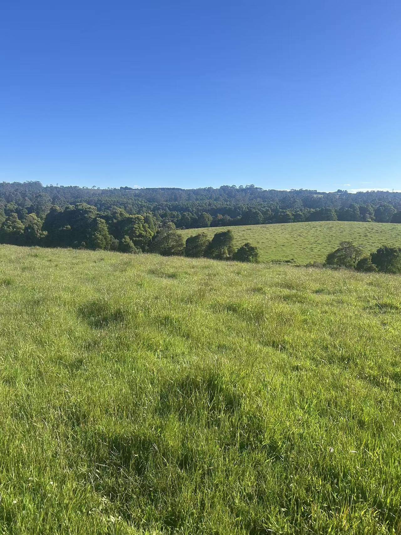 520 Dehnerts Track, Beech Forest - Thumbnail 5
