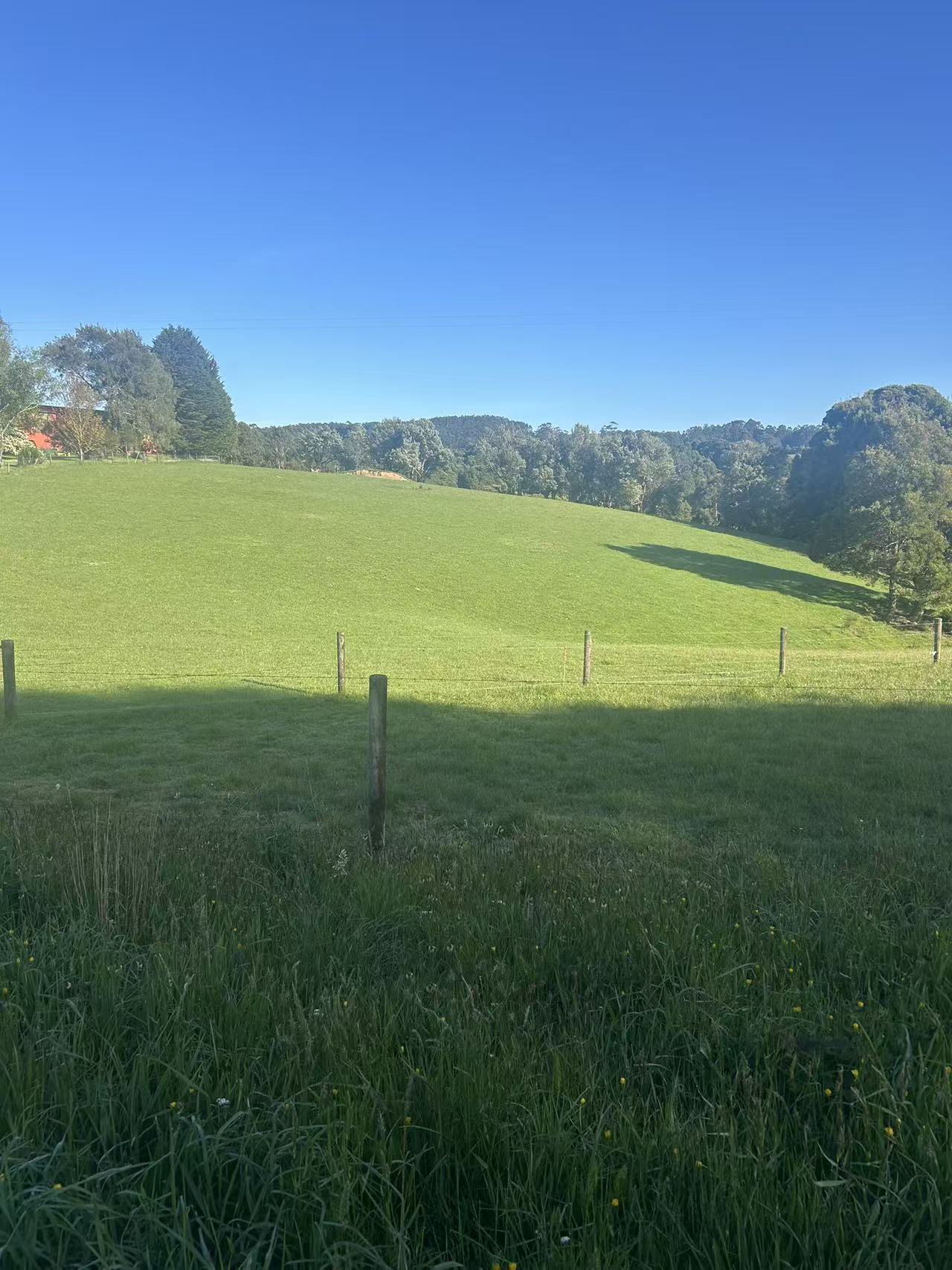 520 Dehnerts Track, Beech Forest - Thumbnail 7