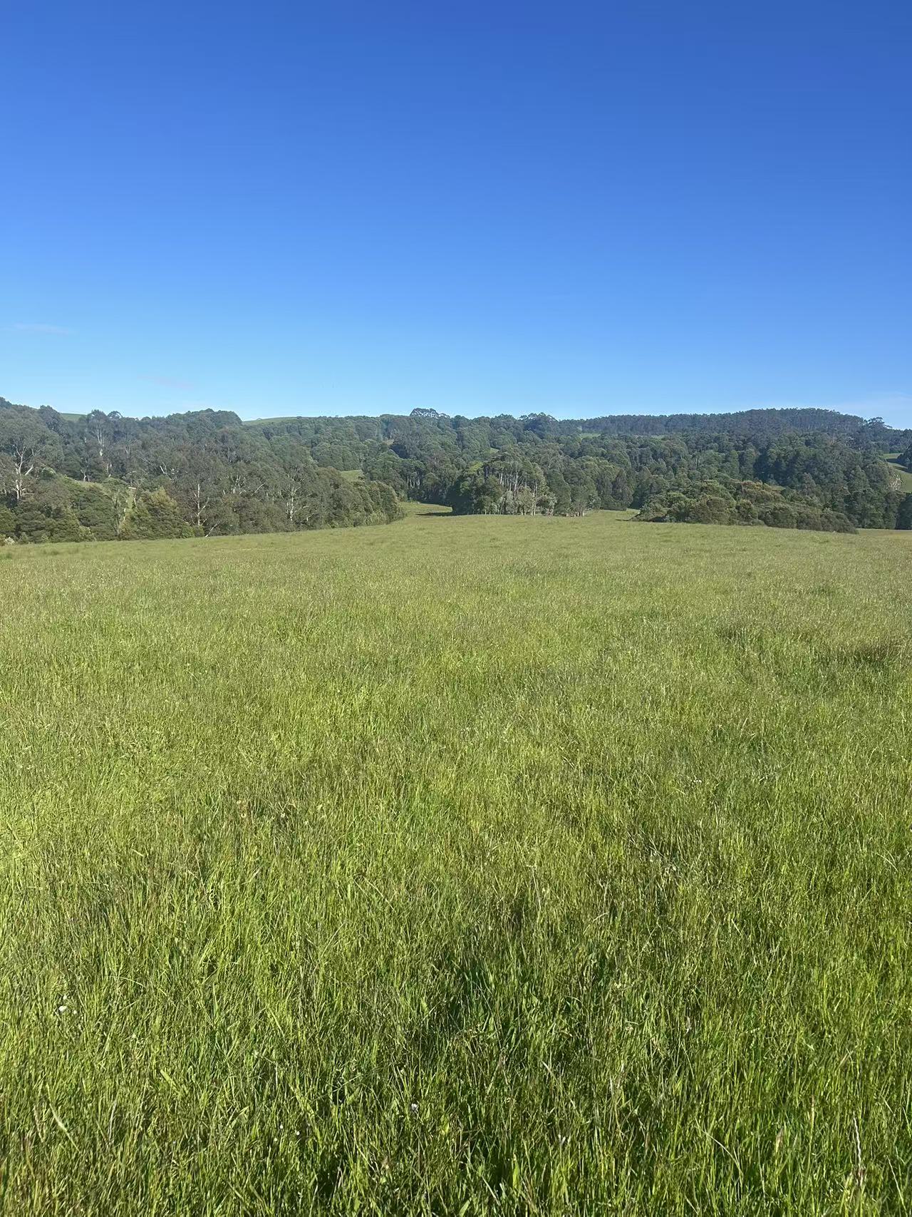 520 Dehnerts Track, Beech Forest - Thumbnail 6