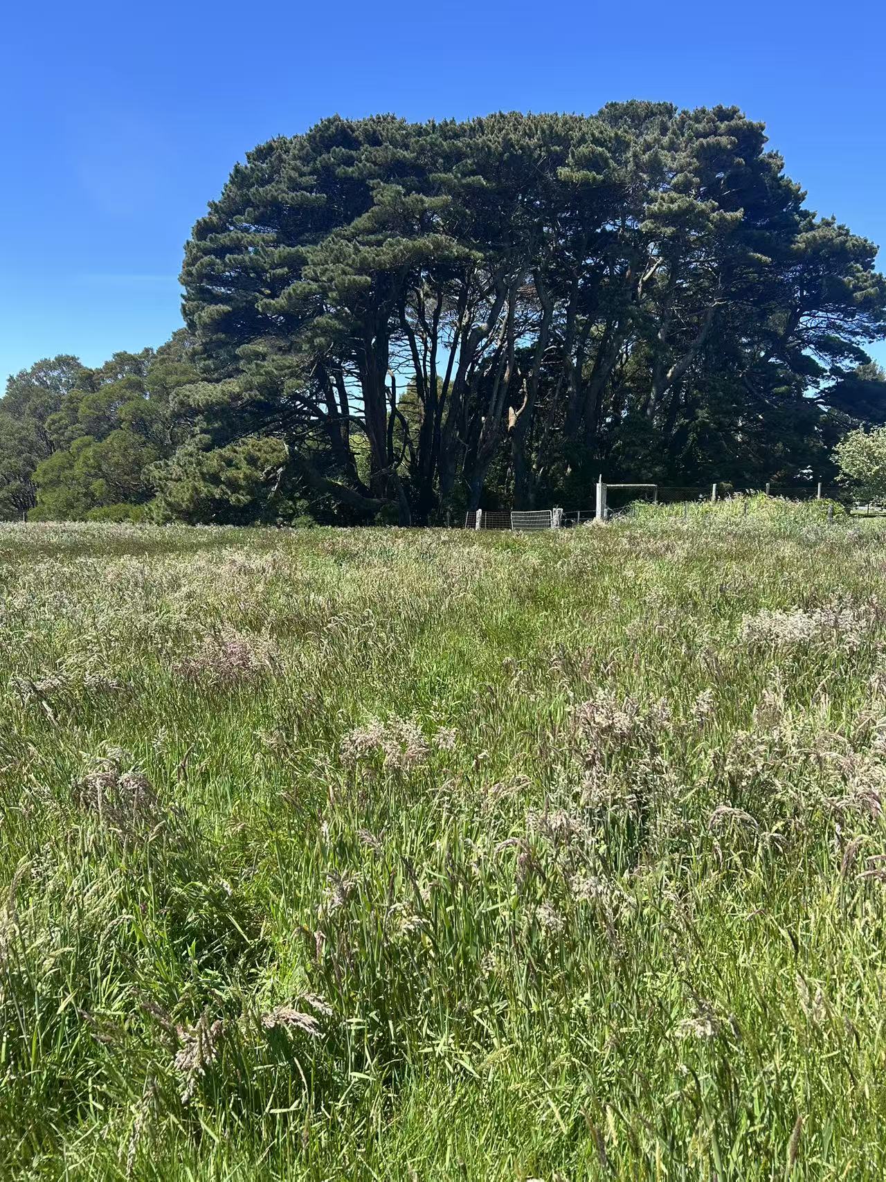 18A/18A Great Ocean Road, Lavers Hill - Thumbnail 7